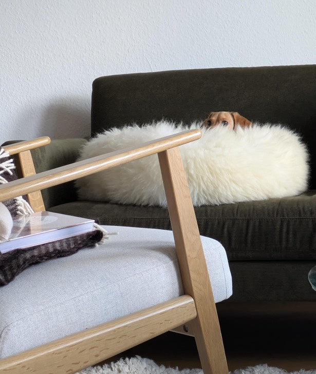 Why Dogs Keep Changing Sleeping Spots at Night