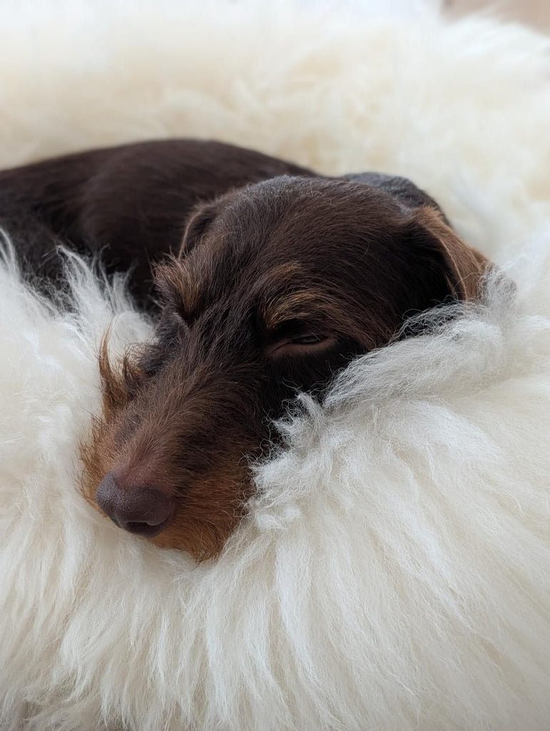 Dog Bedtime Routine: How to Create a Calm Sleep Space for Your Dog
