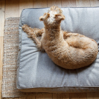 Terrier on wool tweed bed