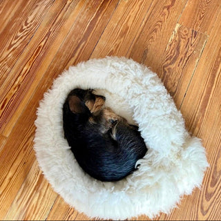 Little black dog in size S creme donut
