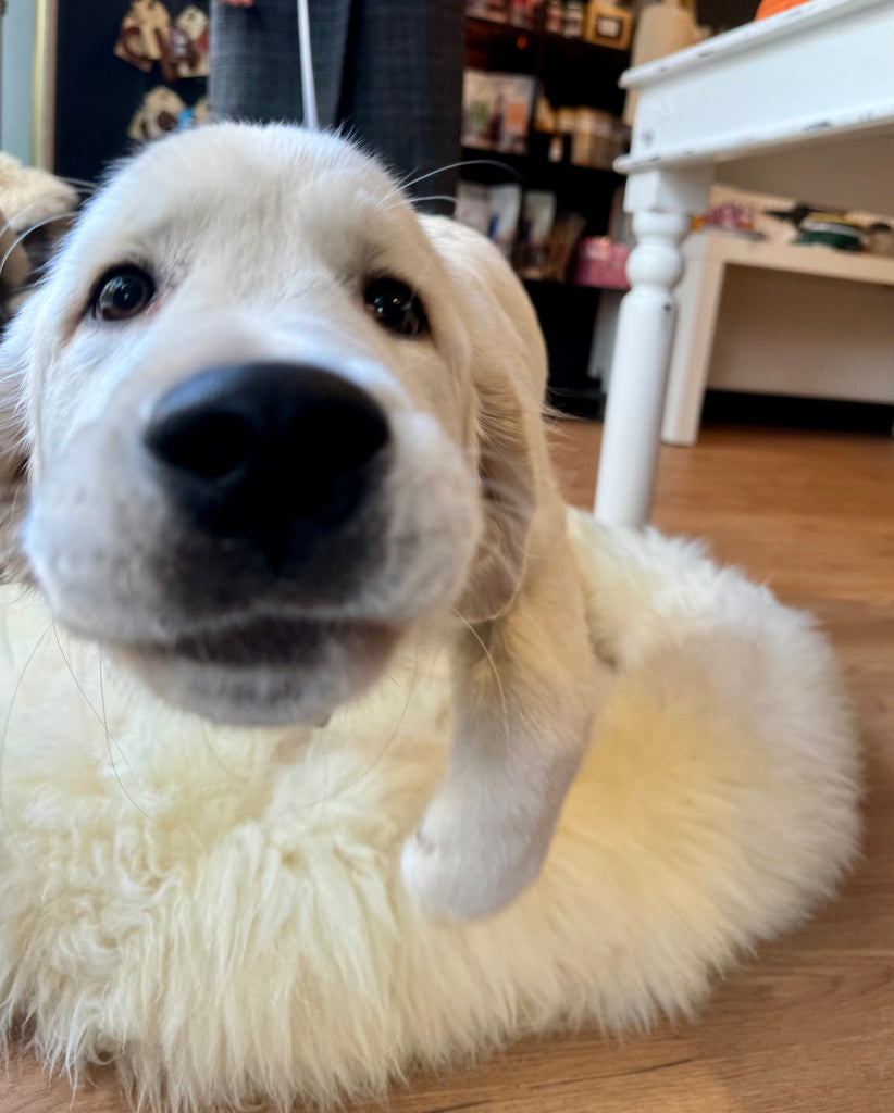 How to Calm an Overstimulated Dog: Why Micro-Rests Can Change the Whole Day