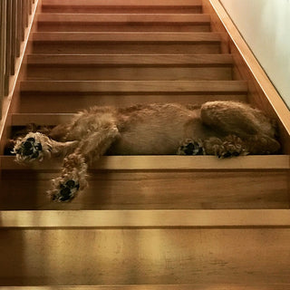 Dog sleeping on staircase