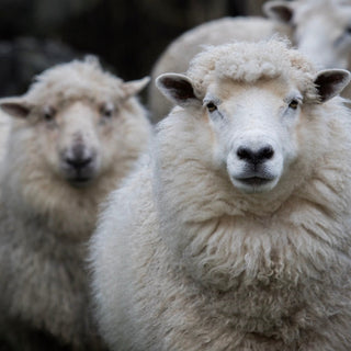 two sheep looking towards camera