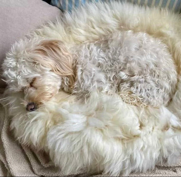Dog Overheating At Night? Why Wool Dog Beds Don´t Trap Heat