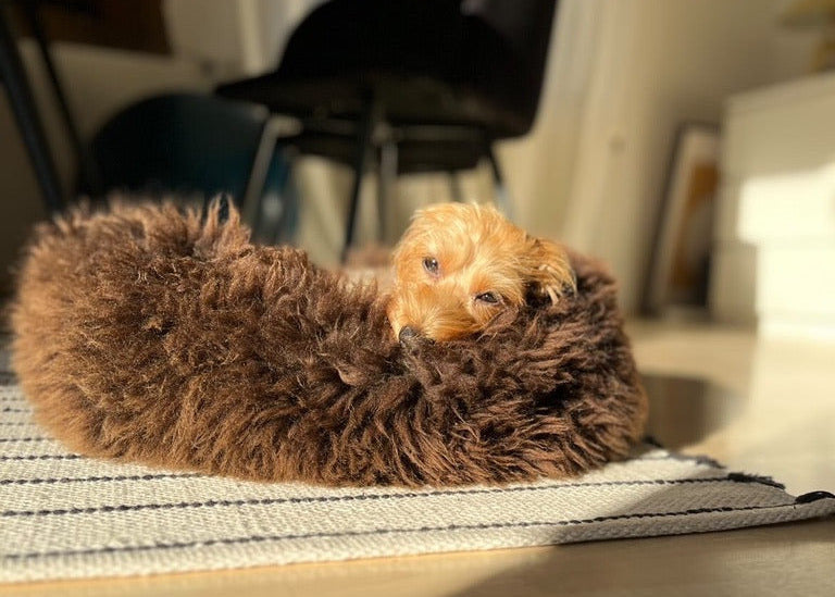 Calming Dog Bed: Why Nest-Like Dog Beds Help Dogs Feel Safe and Sleep Better