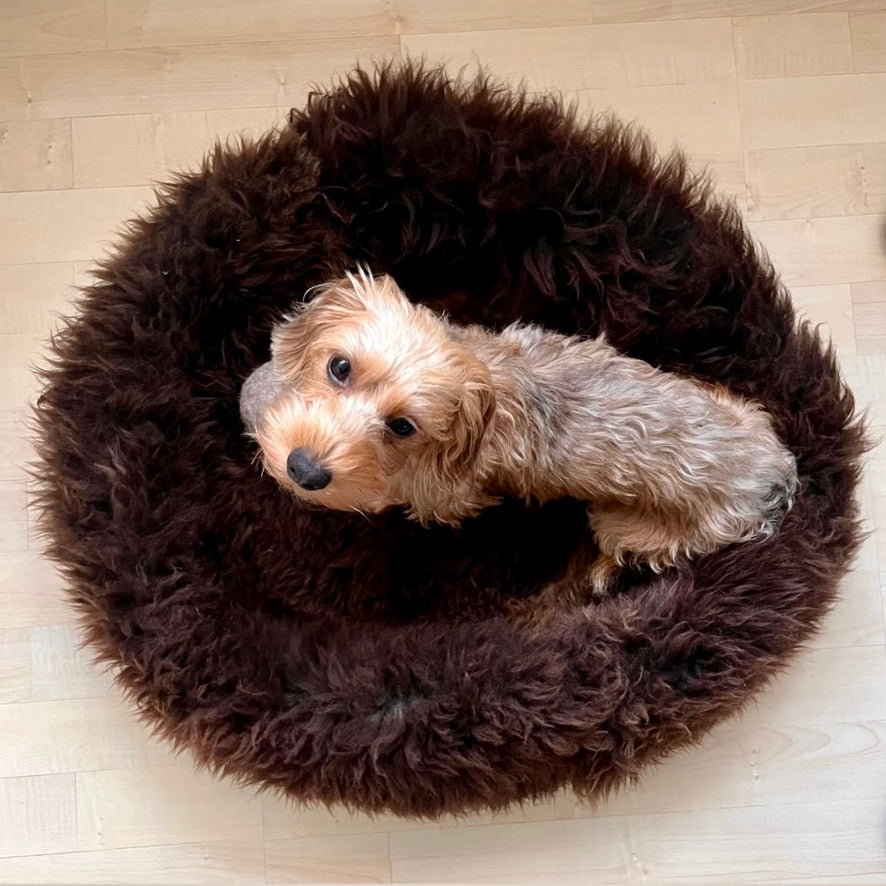 Dog Restless at Night? Signs Your Dog Is Overtired