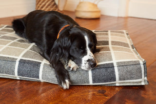 Springer Spaniel sleeping on a tweed dog bed colour Charcoal