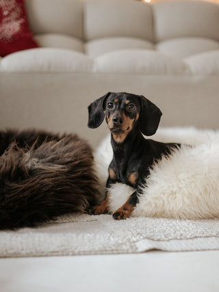 Little short haired dachshund with two donuts