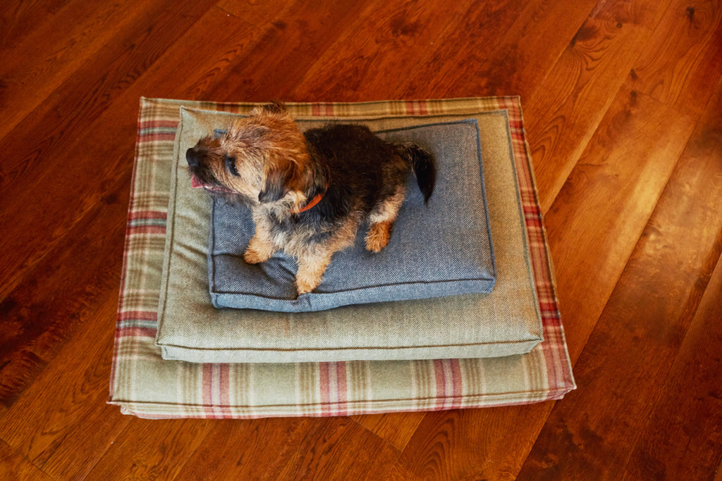 little terrier sitting on a pile of tweed beds colour Magpie, Heather and Fern