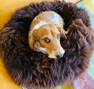 Happy Dachshund Klaus sitting in his brown Donut