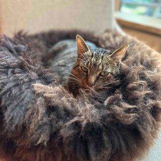 Cat named Tiger curled happily in a brown Donut