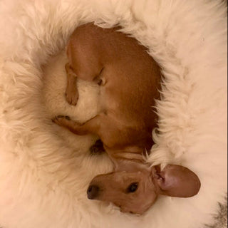 Little Lady Dachshund happily curled in her creamy Sheep Donut