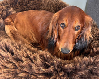 Dachshund Yunis in his golden brown Sheep Donut 