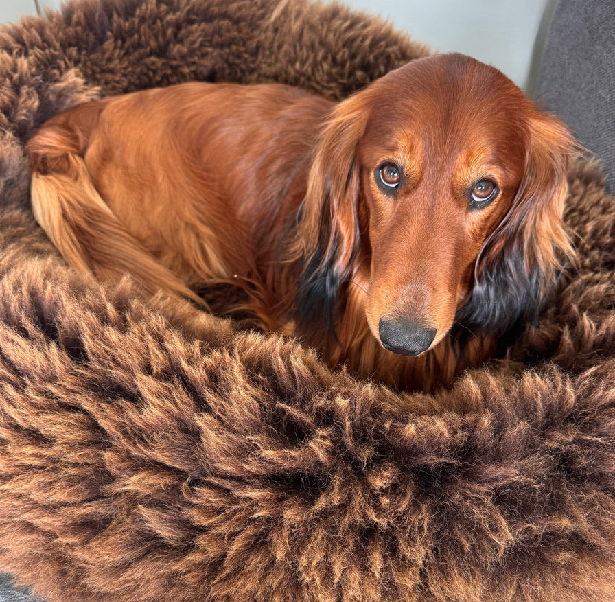 Dachshund Yunis in his golden brown Sheep Donut 