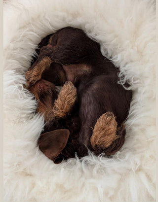 little dachshund cuddled up in a creme sheep donut
