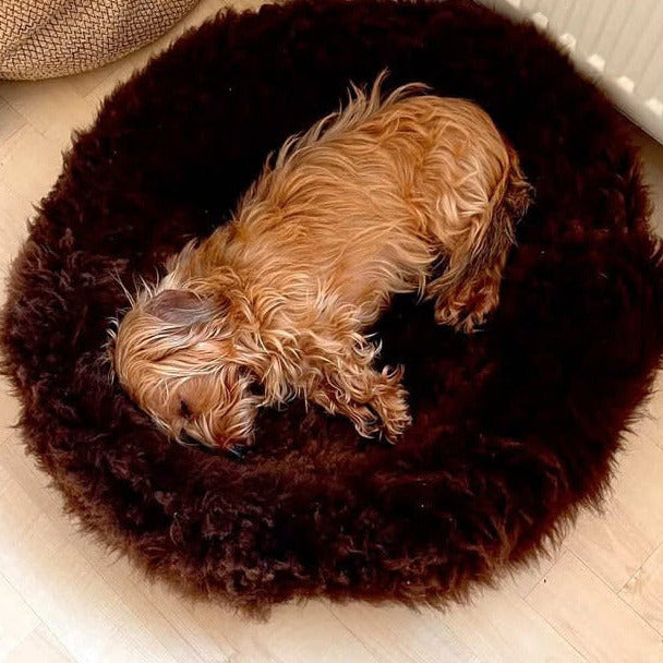 little yellow dog in brown donut