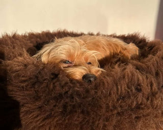 little blond dachsund in brown sheep donut