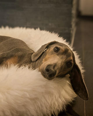 Dachshund lying in Sheep Donut Creme