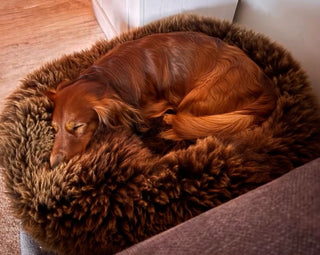 Large Dachshund in Medium Donut all golden brown