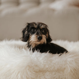 Small dachshund Rosi in a sheep donut cream