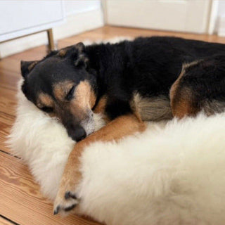Old dog cuddles into size M Sheep Donut