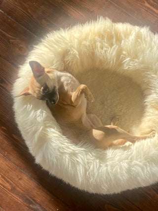 Sheep Donut in colour Cream with tiny Pinscher Dog Skimpy