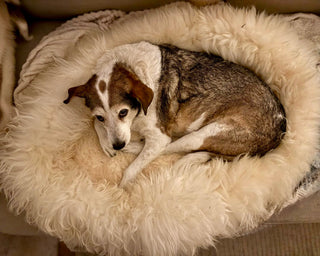 Larger Senior dog in Large Donut 