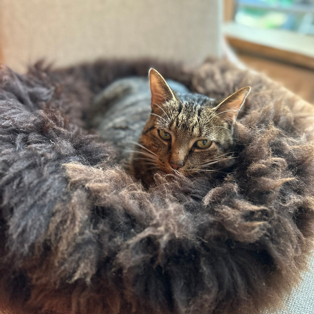 a cat relaxing in a sheep donut bed in colour brown