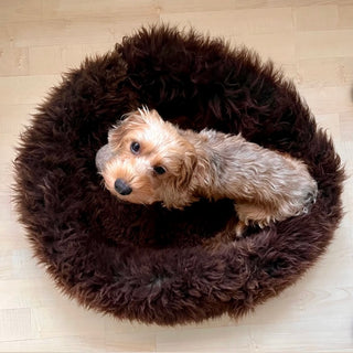Sheep Donut Brown in size S with little dachshund Fiene
