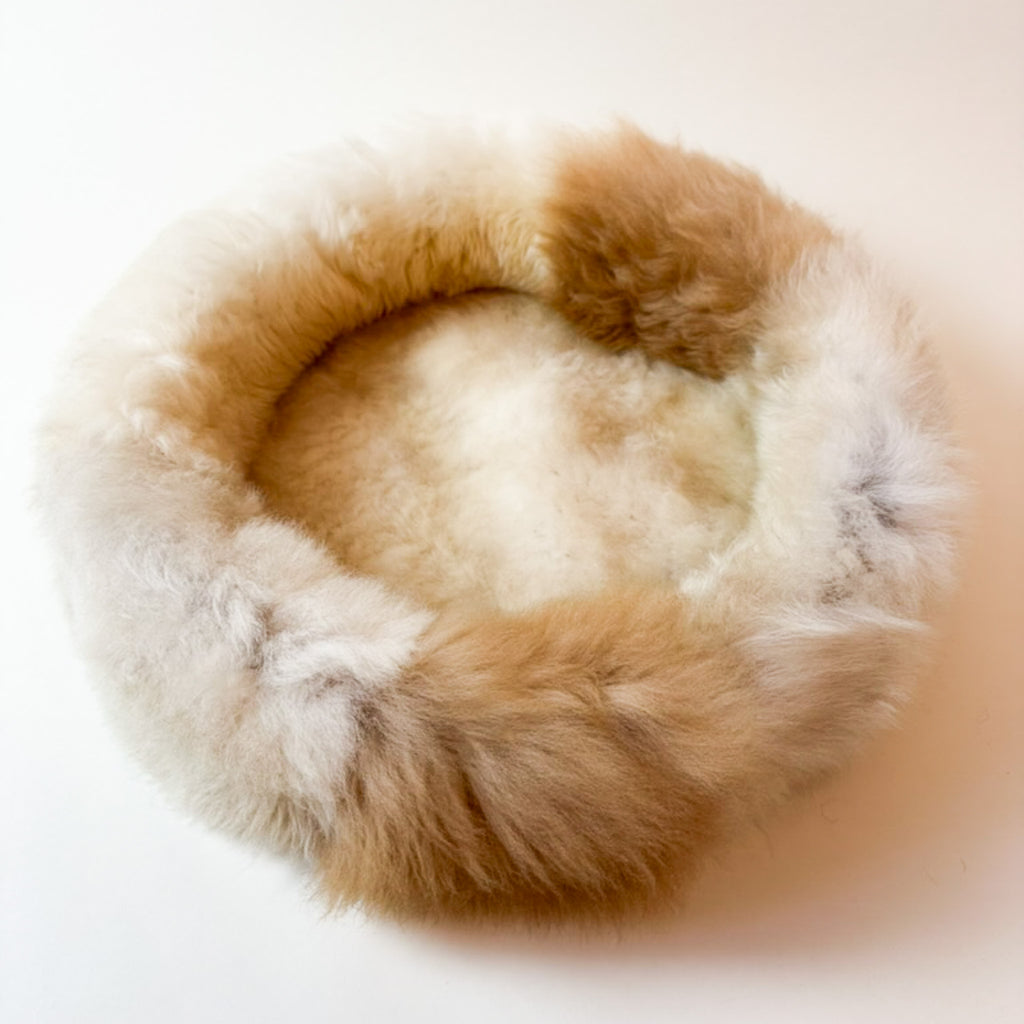 detail of catching fur colour of sheep donut Champagner