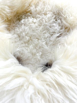 detail of little black spots in white sheep donut