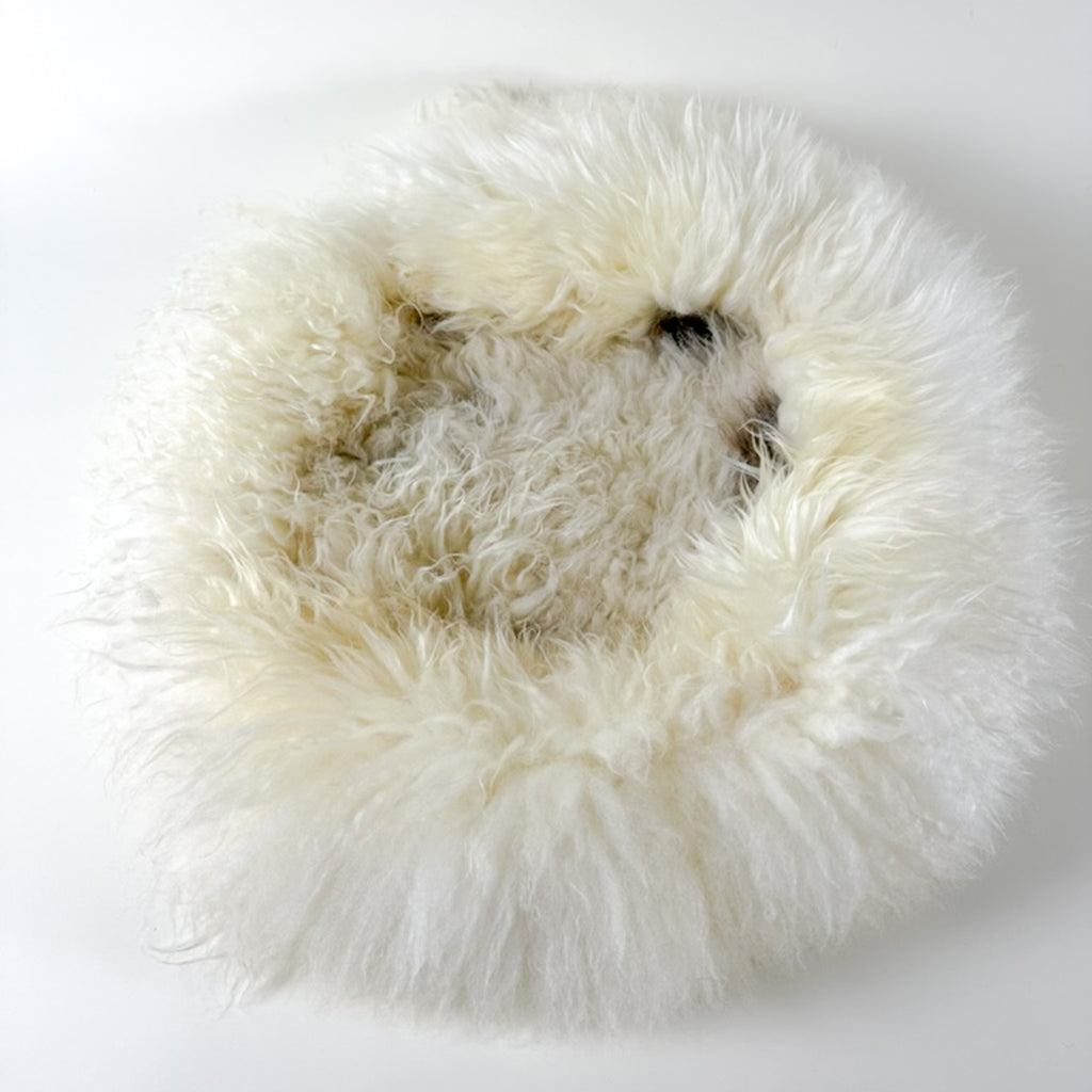 clean creamy white sheep donut colour Rain Spot