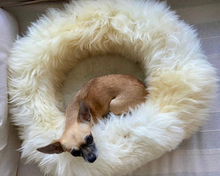 Small dog in small creme Donut