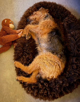 Airedale ausgestreckt in Large Sheep Donut Braun