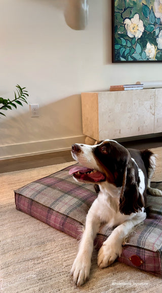 Springer Spaniel in the living room on the dog bed Bluebell