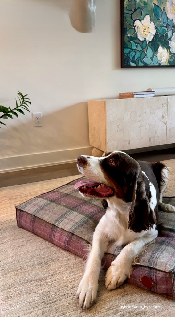 Springer Spaniel in the living room on the dog bed Bluebell