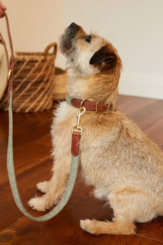 little Border Terrier with Tweed collar and matching lead in light green