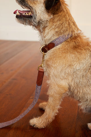 Terrier with tweed collar and matching lead colour Hollyhock