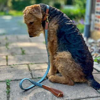 Airedale Terrier with a blue Tweed Collar and matching lead