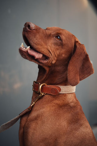 Viszla Dog with SAND collar and lead