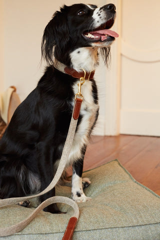 Springer Spaniel wearting a Collar and Lead made out of tweed with leather in colour Stone