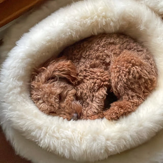 little toy poodle curled up in an shell pearl donut