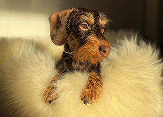 Little lightbrown dachshund in sheep donut creme