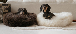 two small dachshund sitting in their sheep donuts