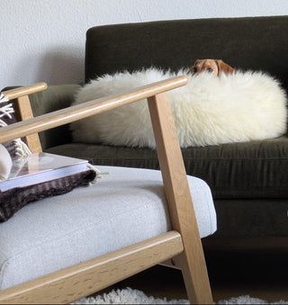 little dog in a donut on a couch