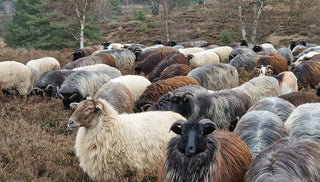 heidschnucken sheep grazing