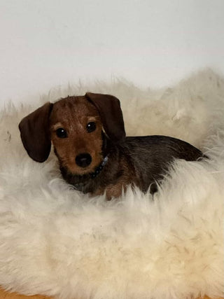 small dachshund pup in creme sheep donut