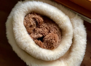 poodle curled up in a too smal donut