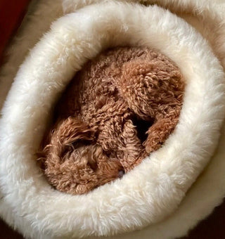 brown poodle curled up in cream donut