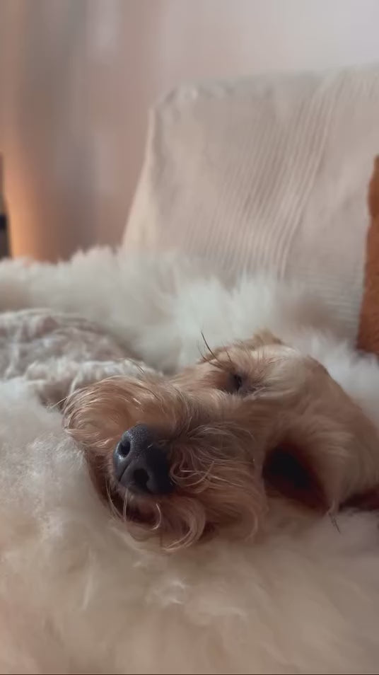 Little dachshund happily sleeping in his donut